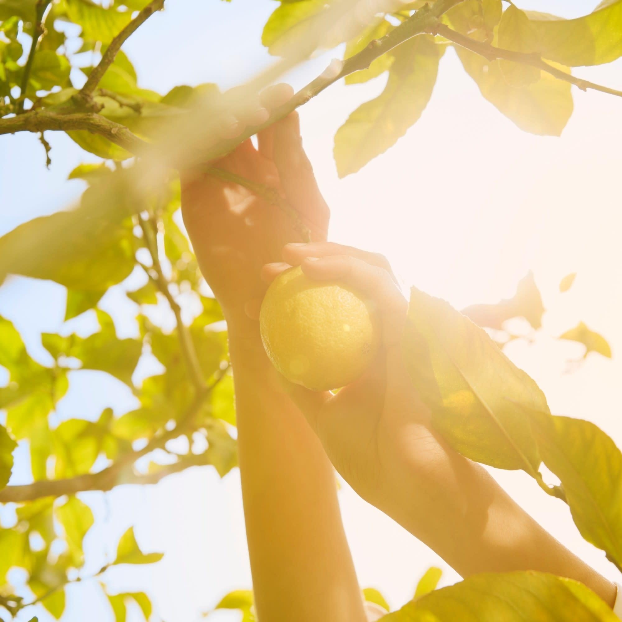 Replica Under Lemon Trees